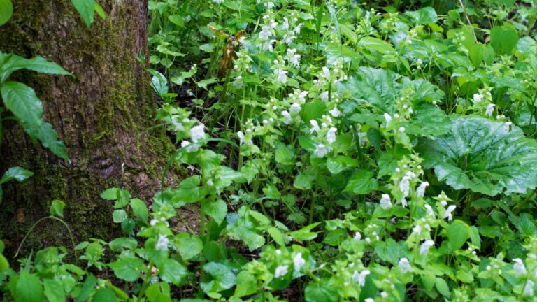 groundcover around tree