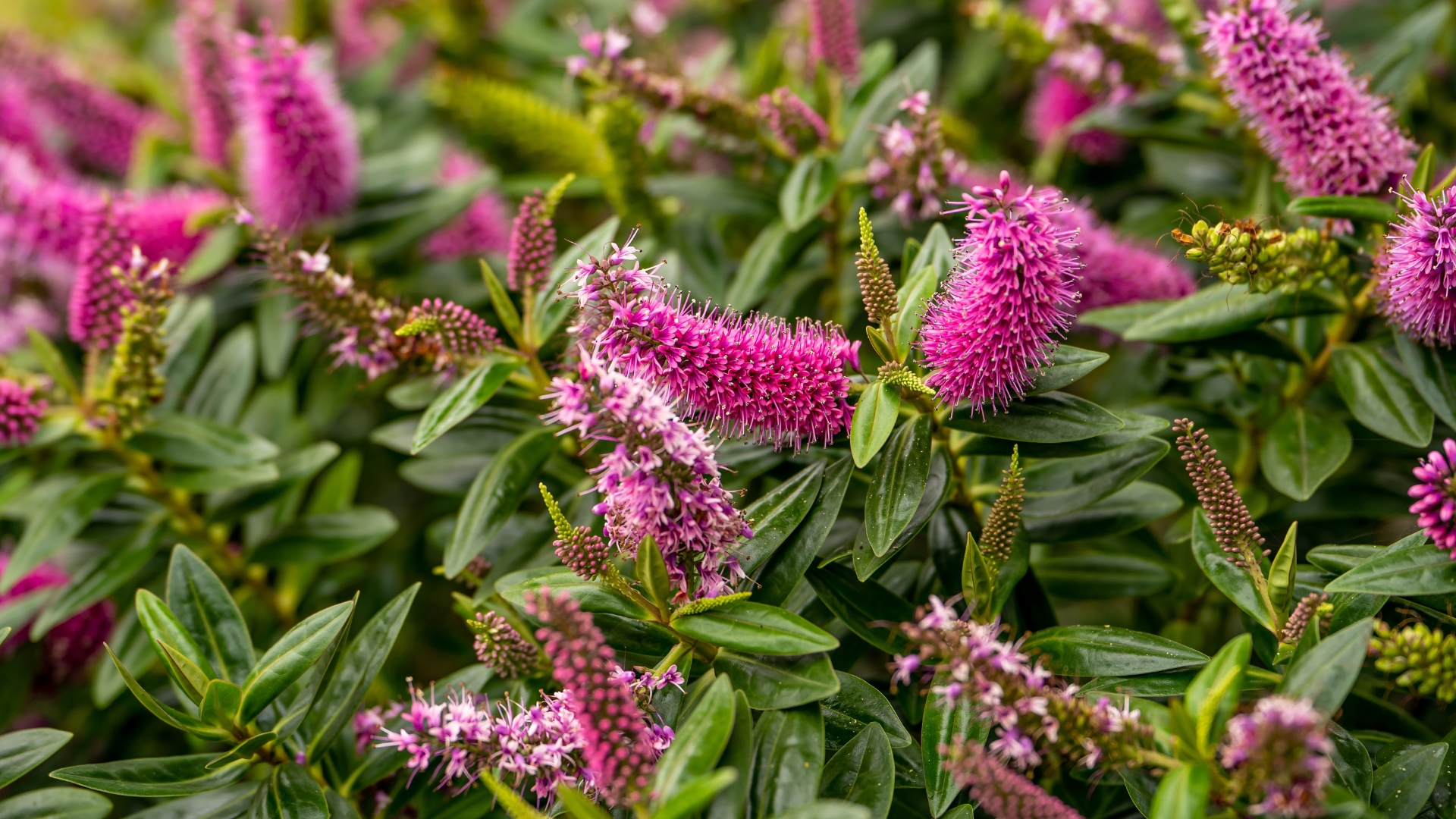 Butterfly Bush
