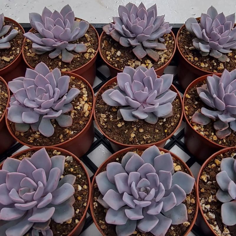 Graptoveria 'Debbie'