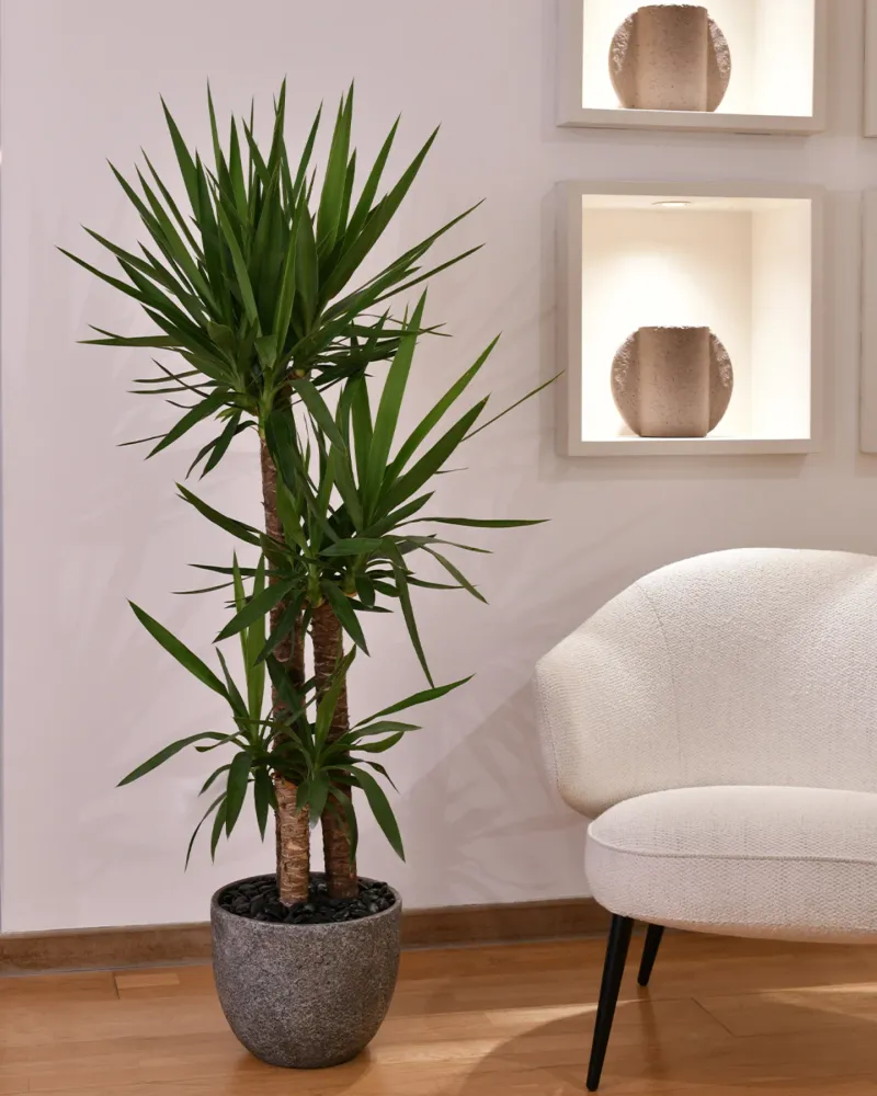 Yucca