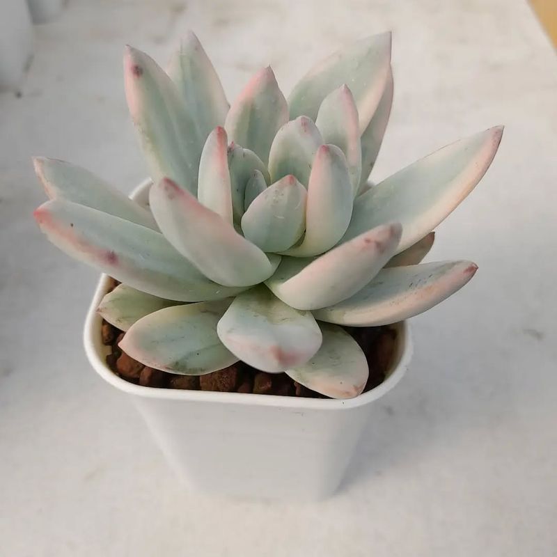 Pachyveria 'Powder Puff'