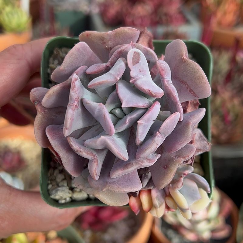 Echeveria 'Cubic Frost'