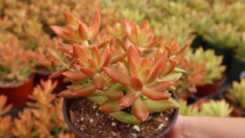 Sedum 'Firestorm'