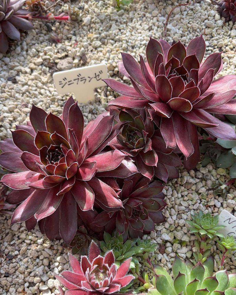 Sempervivum 'Cebenese'