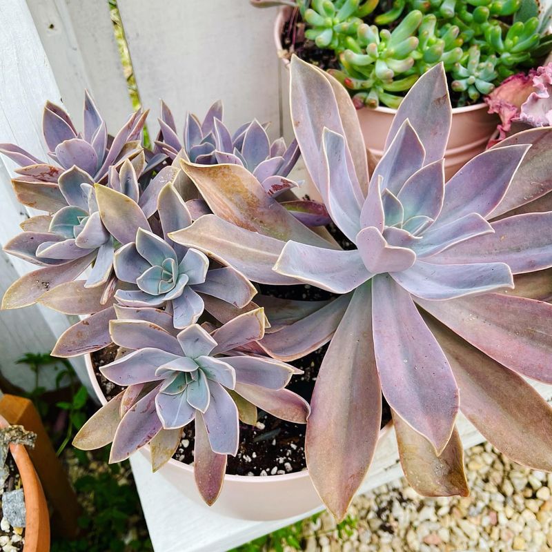 Graptoveria 'Fred Ives'