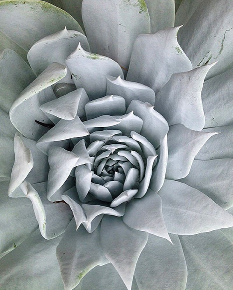 Dudleya Brittonii