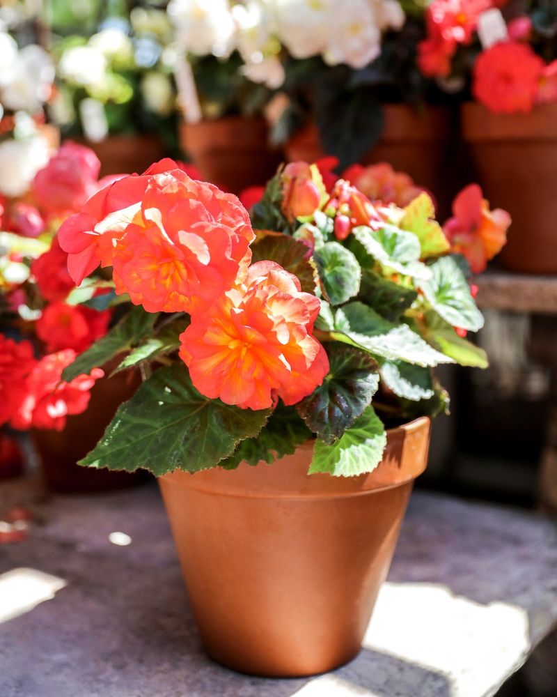 Begonia