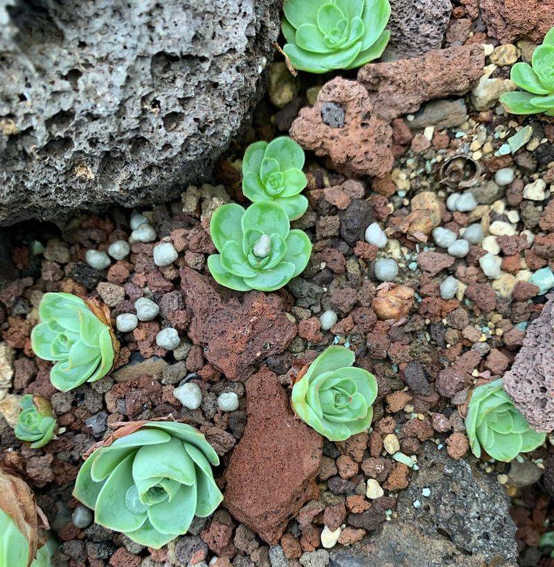 Greenovia Dodrentalis