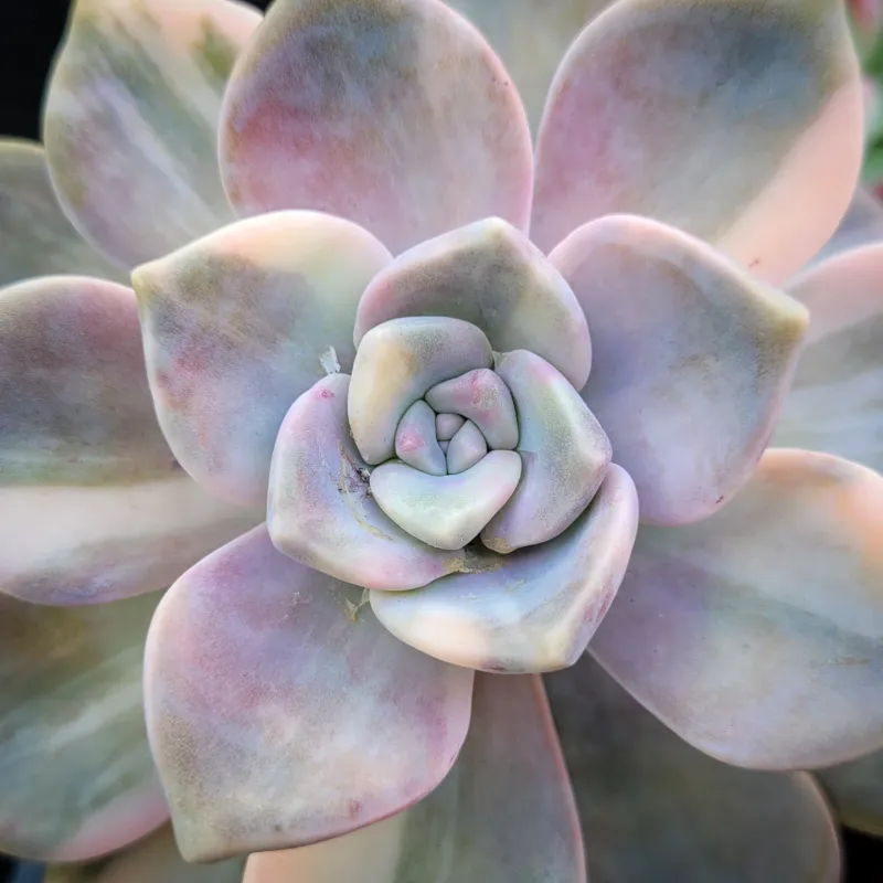 Graptopetalum 'Purple Delight'