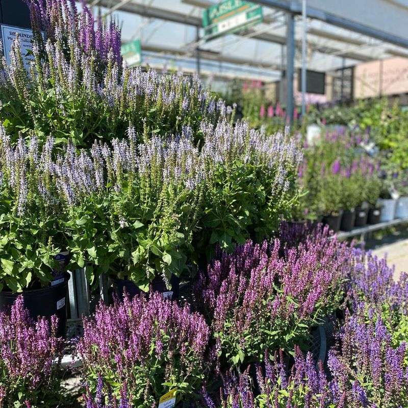 Salvia