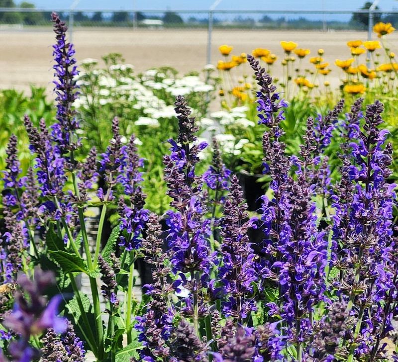 Salvia 'May Night'