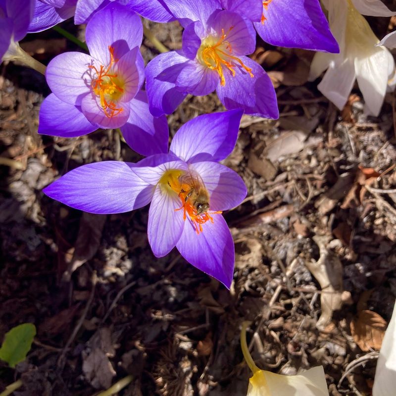 Autumn Crocus