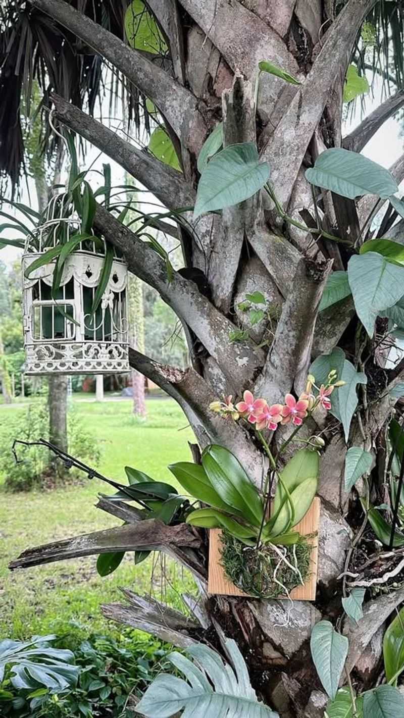 Hang Orchids from Trees