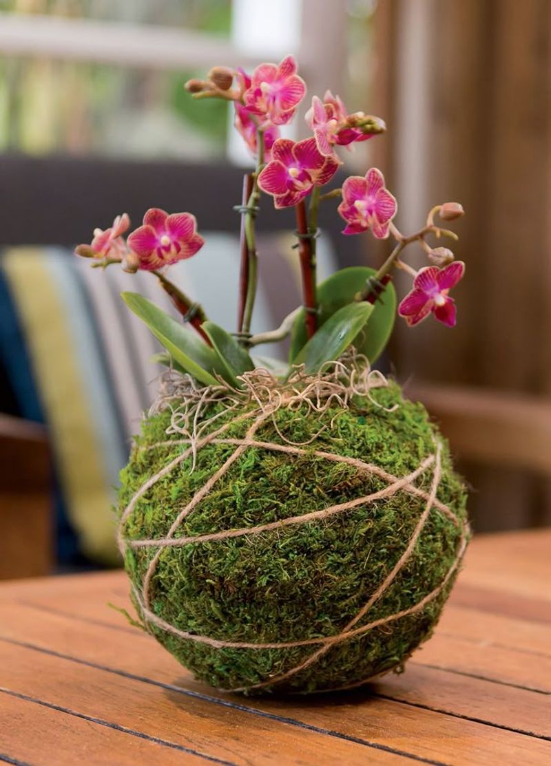 Hanging Kokedama String Garden