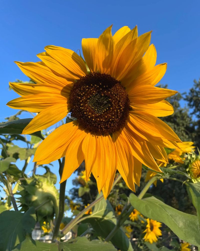 Living Symbols Of Positivity