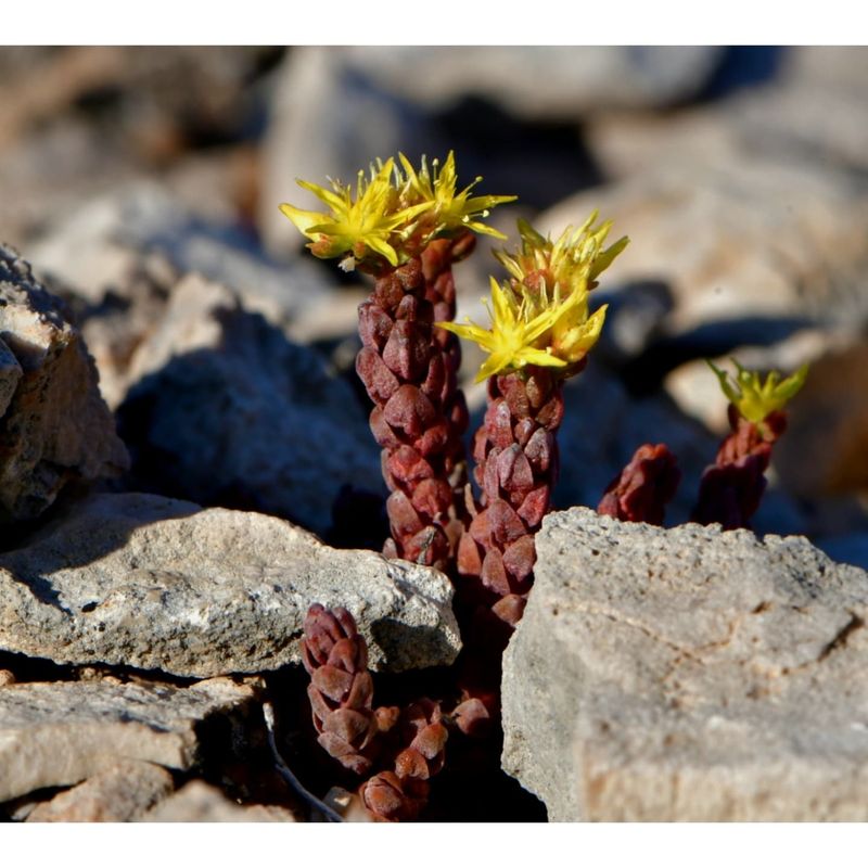 Granite Outcroppings With Native Succulents