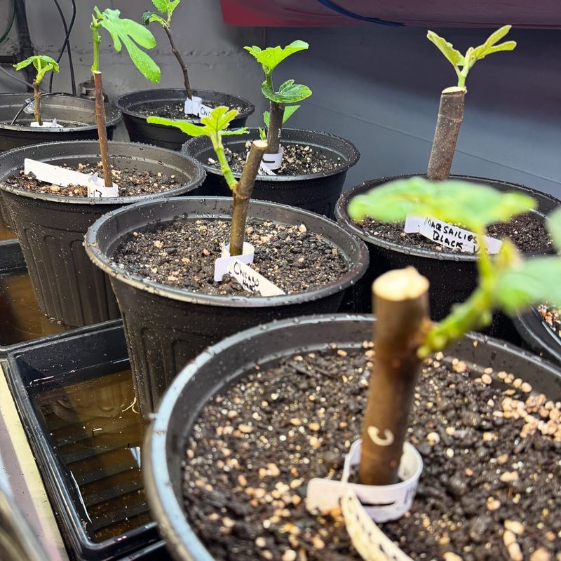 Propagation Possibilities