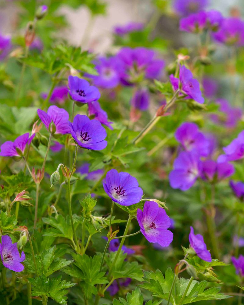 Persistent Perennial Geraniums