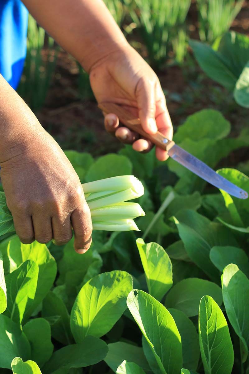 Bok Choy/Pak Choi