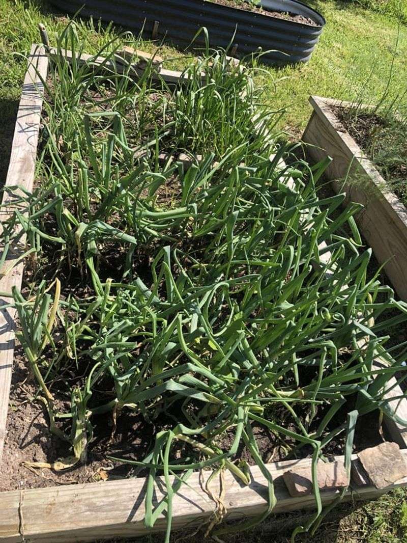 Green Onions
