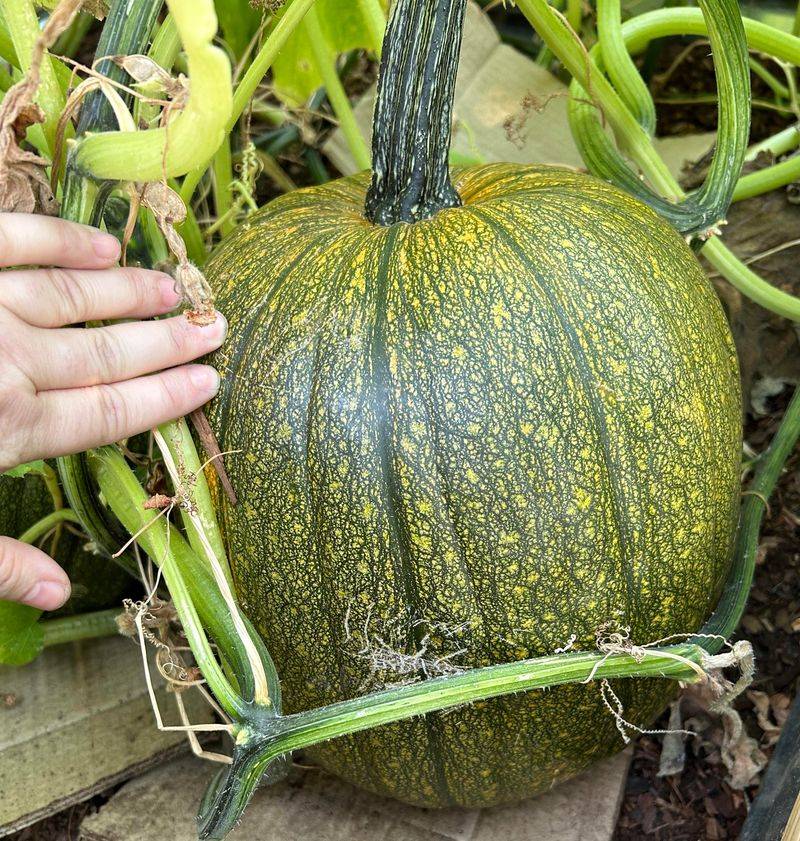 Large Pumpkins