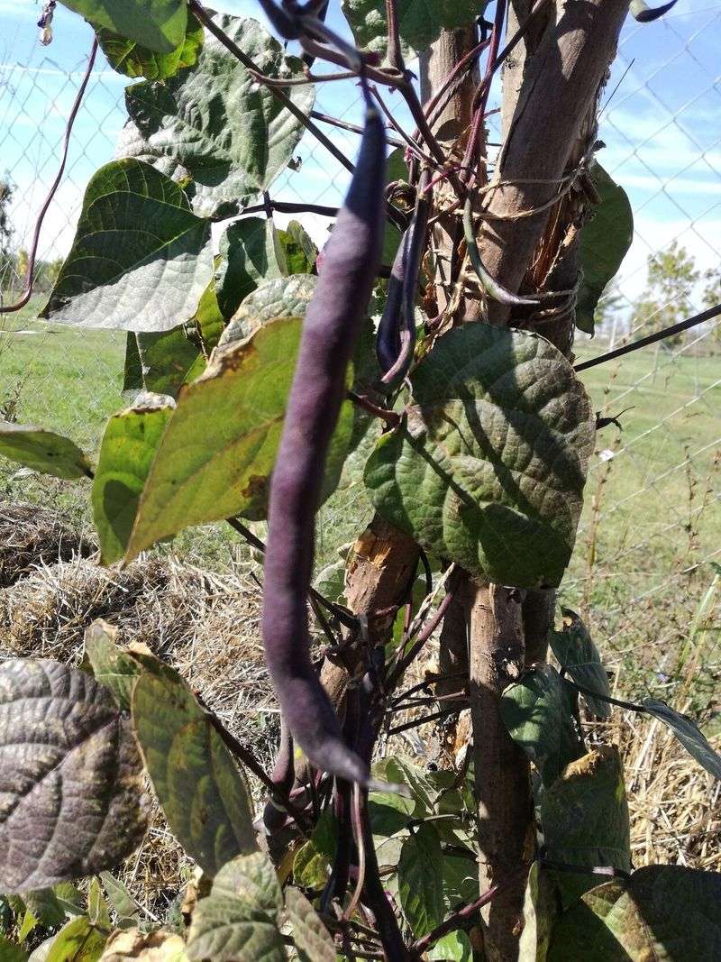 Southern Peas Laugh At Drought
