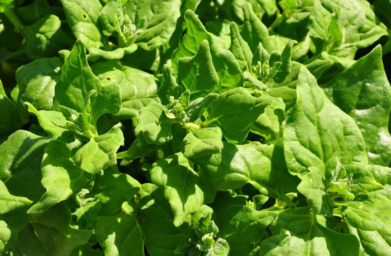 New Zealand Spinach