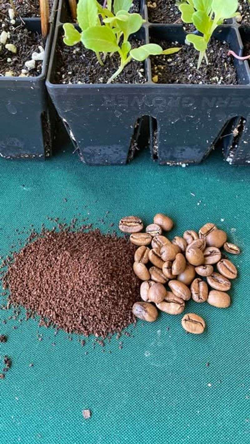 Coffee Grounds for Acid-Loving Plants
