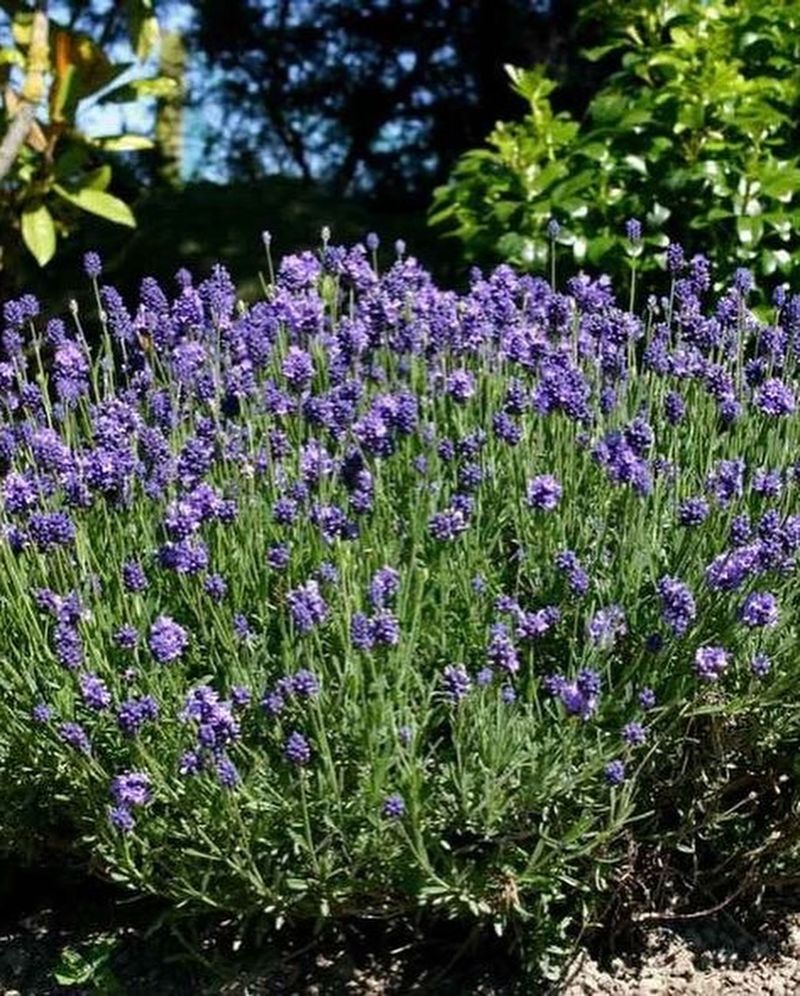 Thumbelina Leigh Lavender (Lavandula angustifolia 'Thumbelina Leigh')