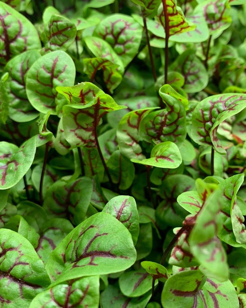 Sorrel