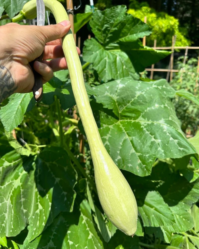 Tromboncino Climbing Squash