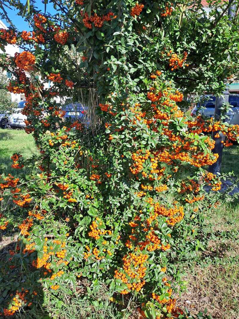 Firethorn (Pyracantha)
