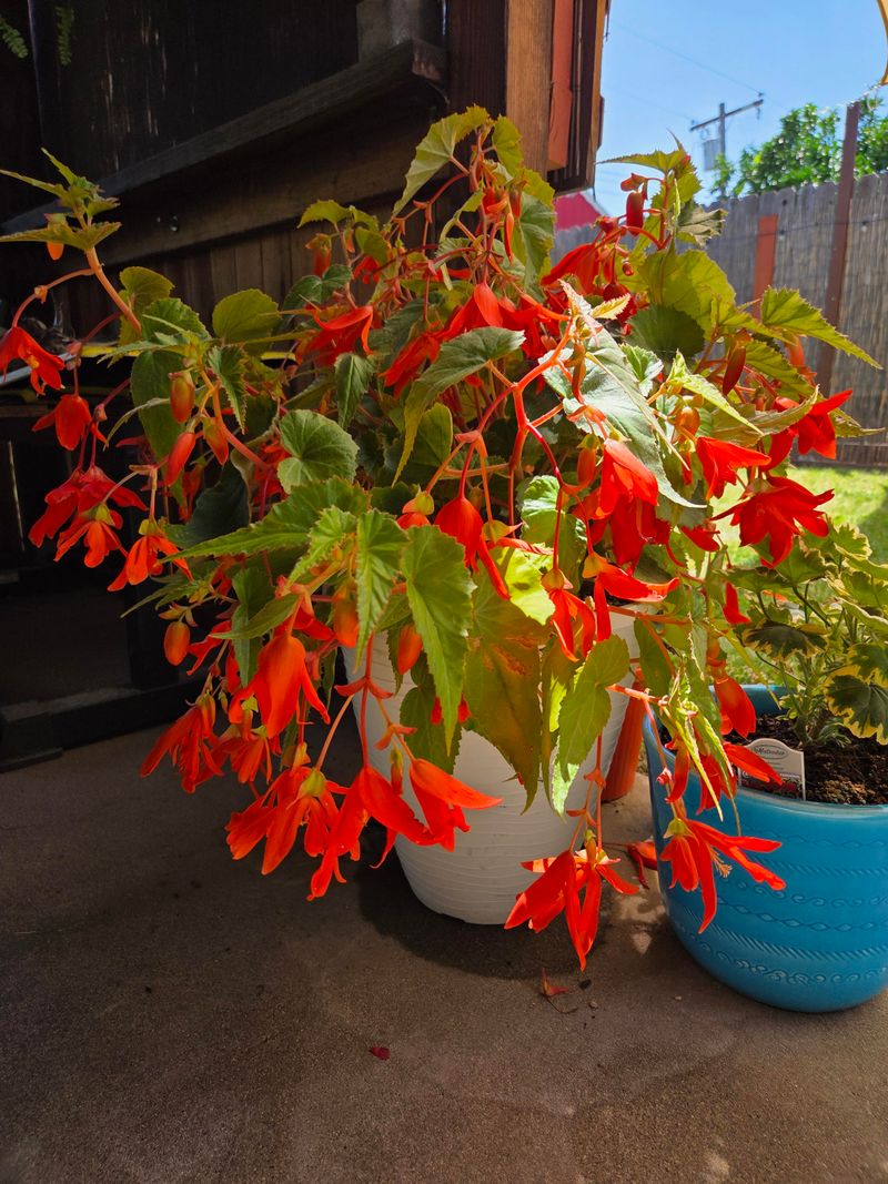 Boliviensis Begonia