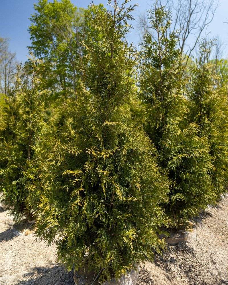 Thuja Green Giant