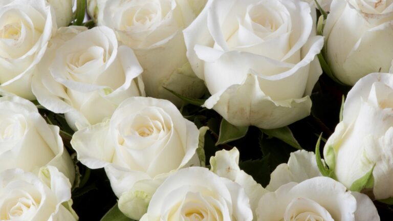 white roses