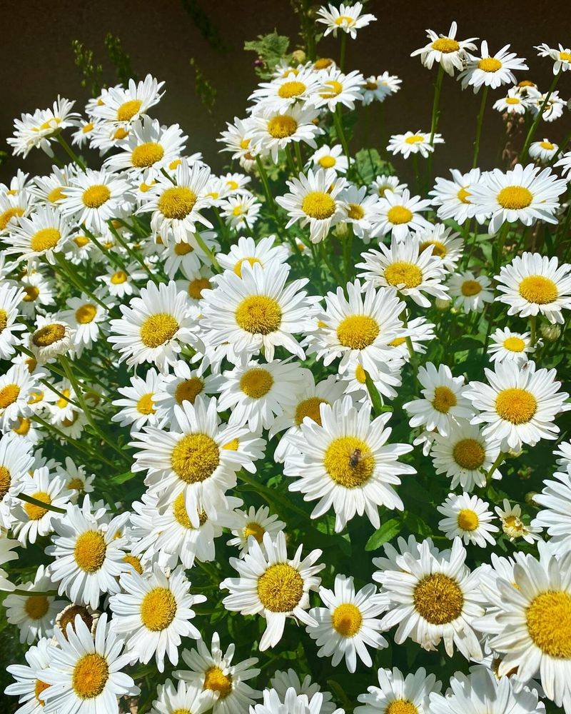 Shasta Daisy