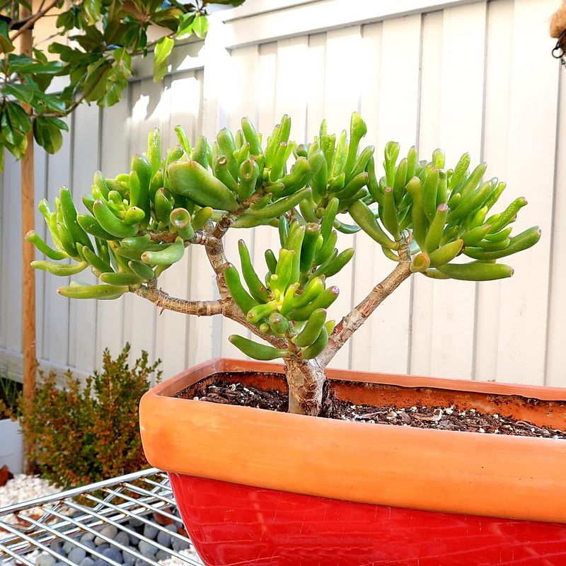Crassula Ovata 'Gollum' (Finger Jade)