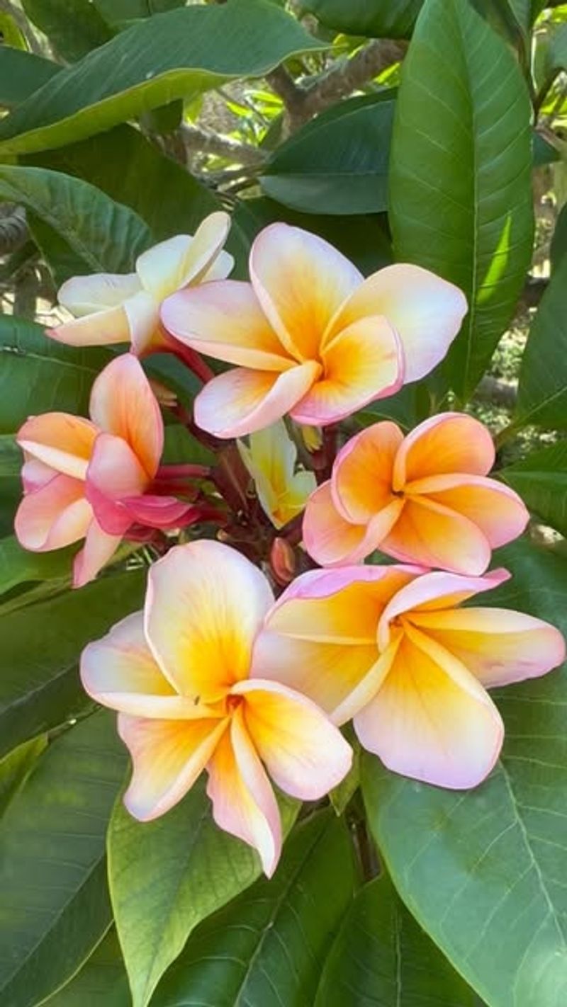 Plumeria