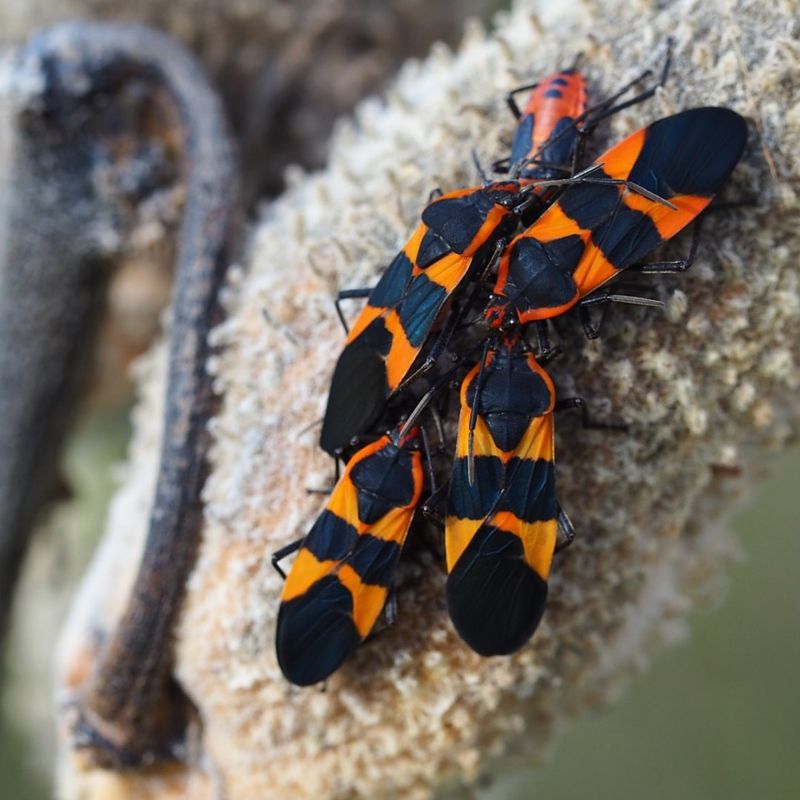 Milkweed Attracts Toxic Insects