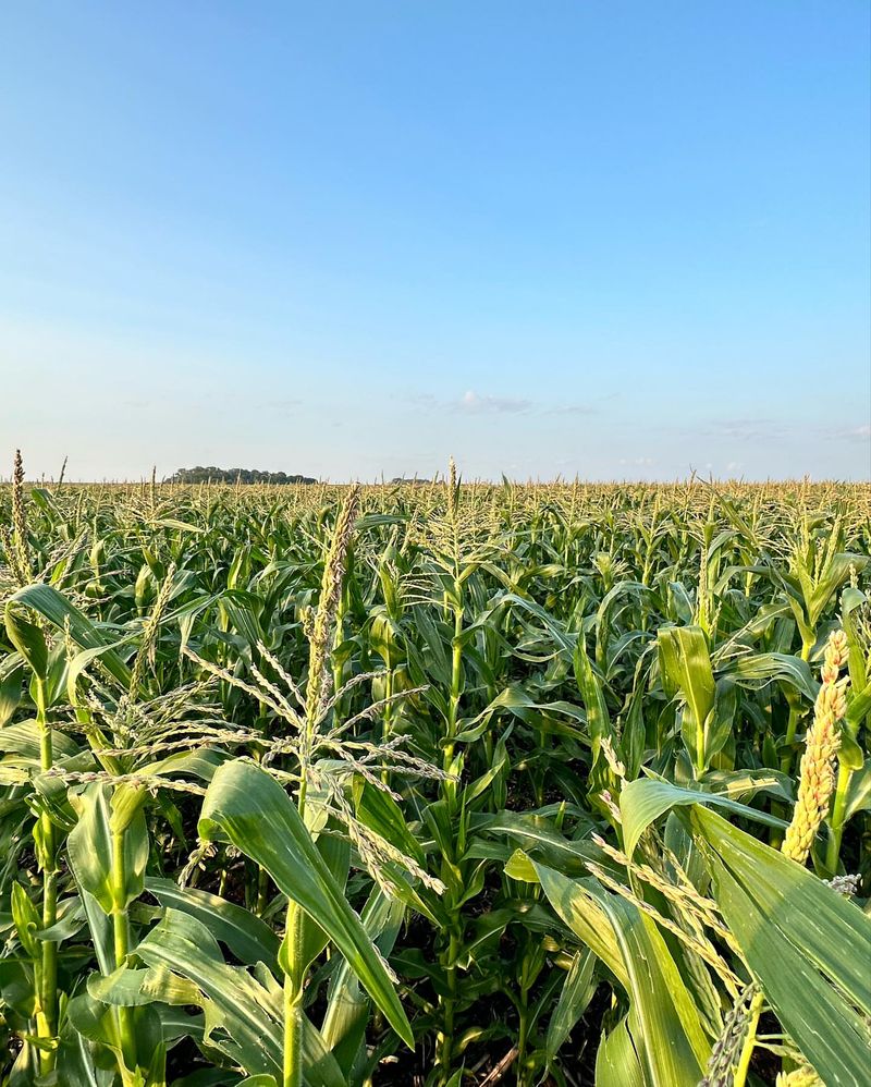 Rotate Crops Yearly
