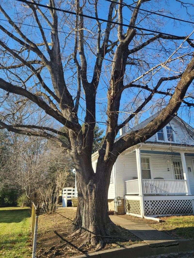 Norway Maple