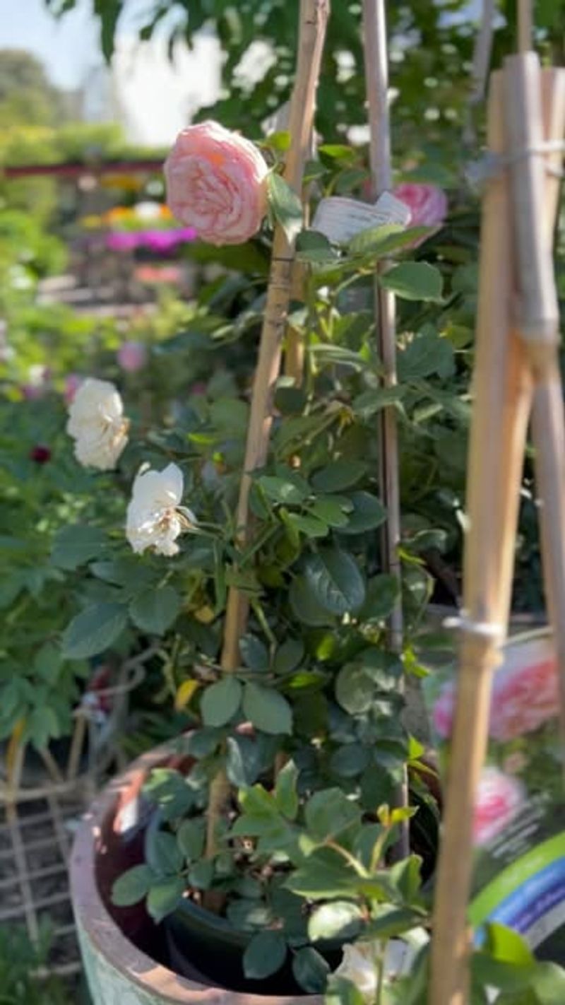 Rotate Pots Regularly