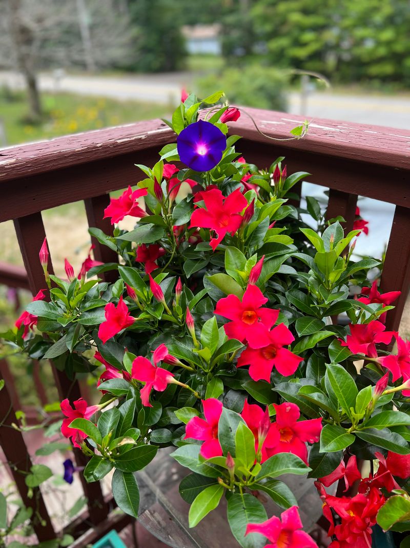 Companion Planting Magic