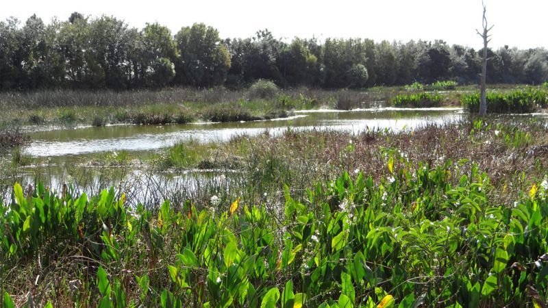 Neglecting Protected Wetlands