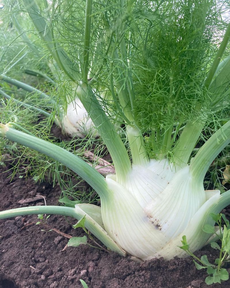 Fast-Growing Fennel