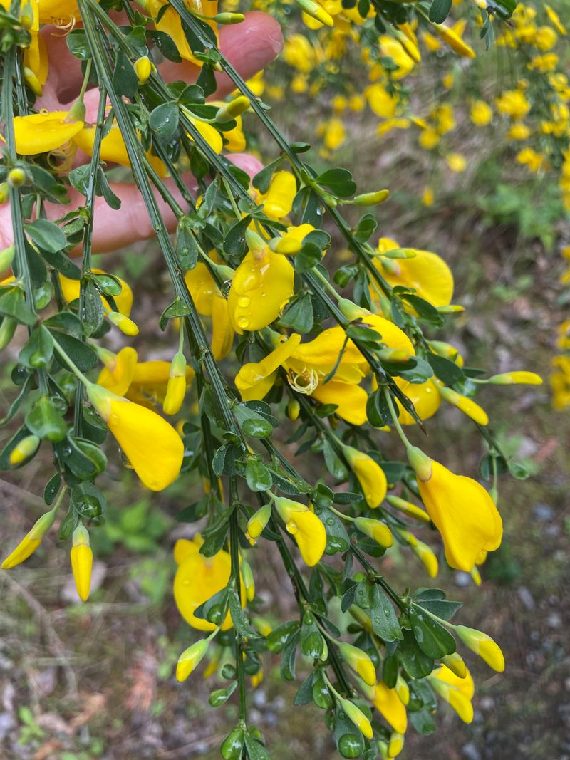 Scotch Broom