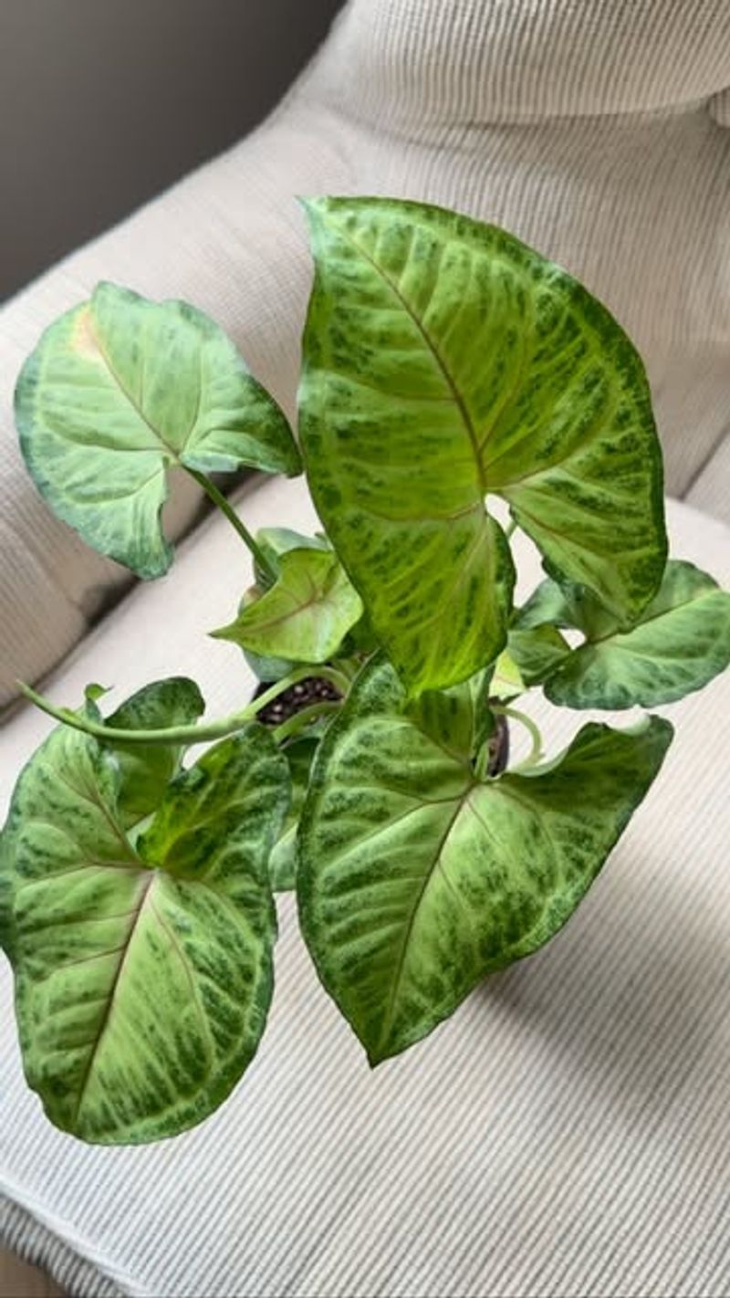 Arrowhead Plant
