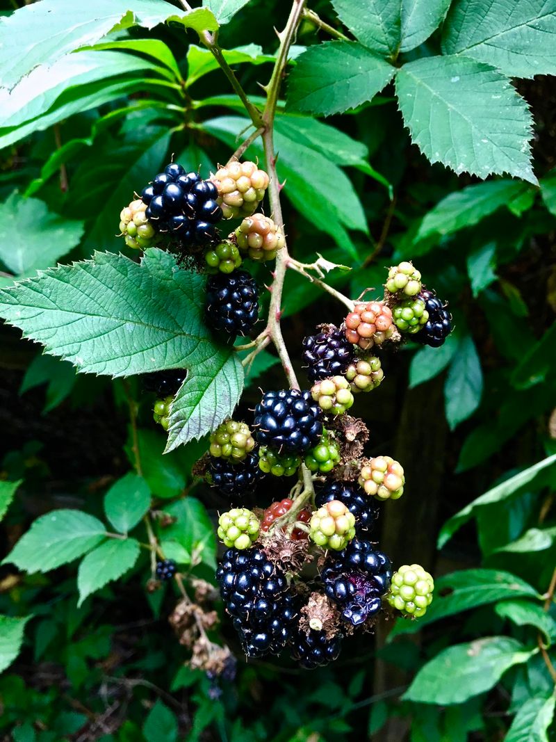 Himalayan Blackberry (Rubus armeniacus)