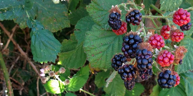 Himalayan Blackberry