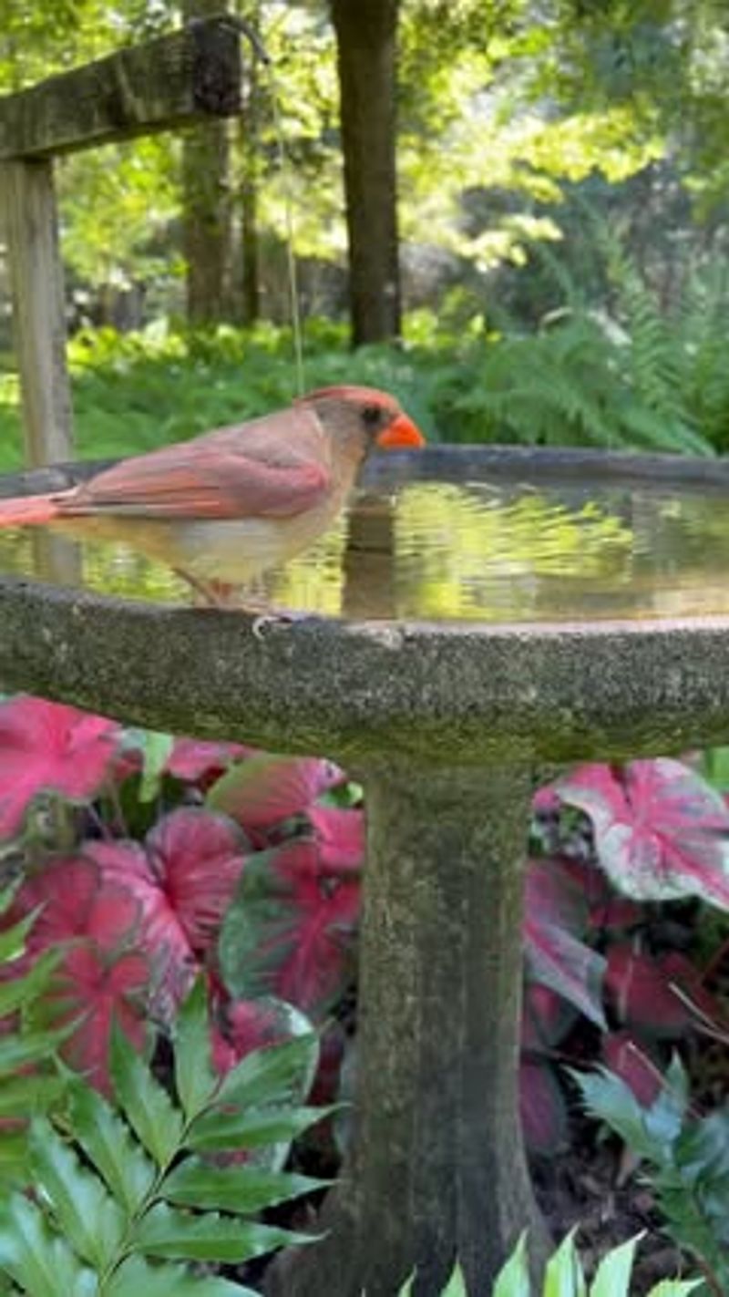Position For Bird-Watching Joy